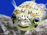 The Laughing Fish's Avatar